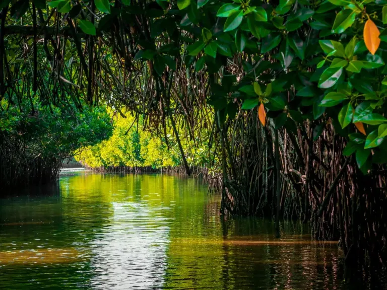 Pichavaram&#039;s mangrove forest 