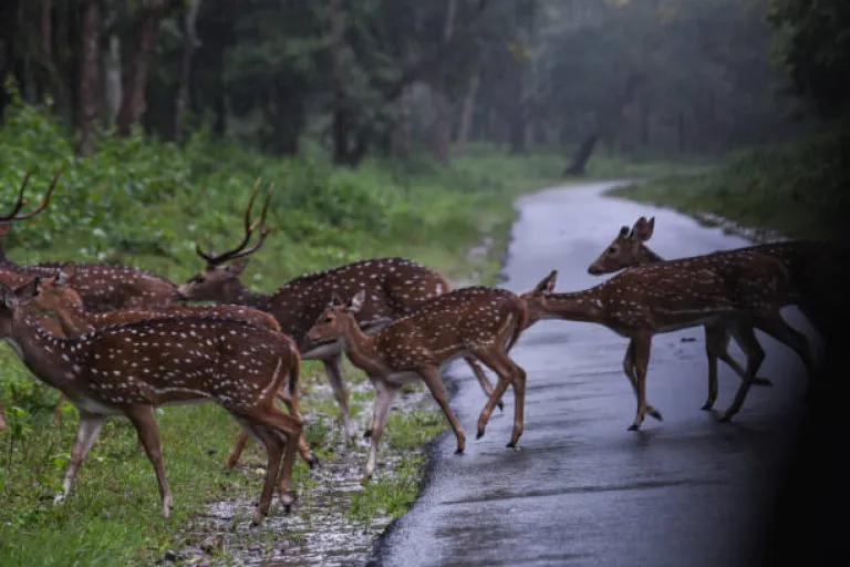 Be Cautious of Wildlife during monsoon treks