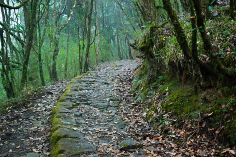 Forest Trekking Route to Sandakphu, Beautiful Hill