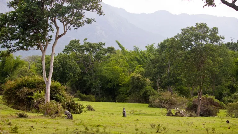 Landscape in Mudumalai National Park