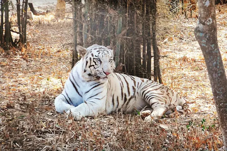 Bannerghatta National Park