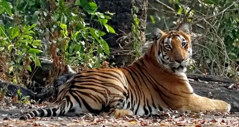 Bhadra Wildlife Sanctuary, Chikmagalur