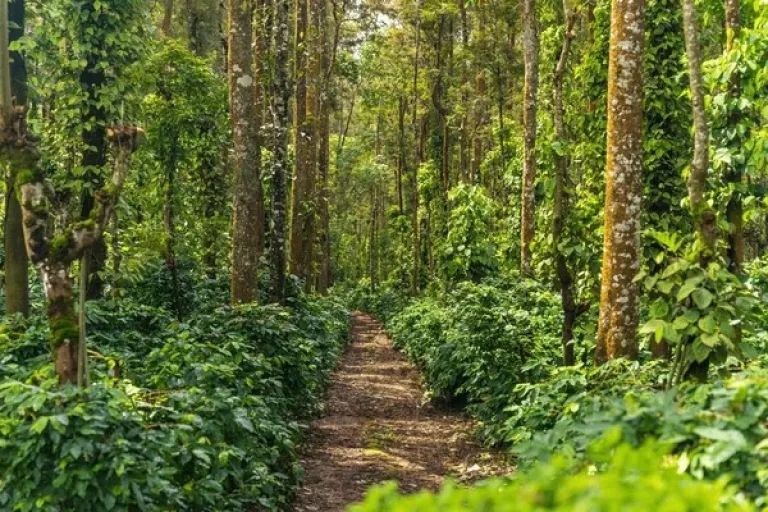 Chikmagalur 