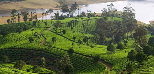 image for article Best Hotels in Araku Valley, Visakhapatnam - 2024