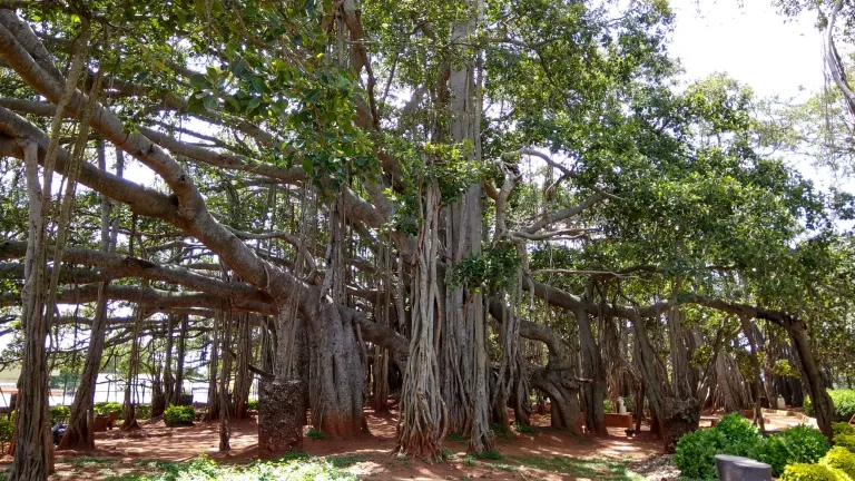 Big Banyan Tree Bangalore