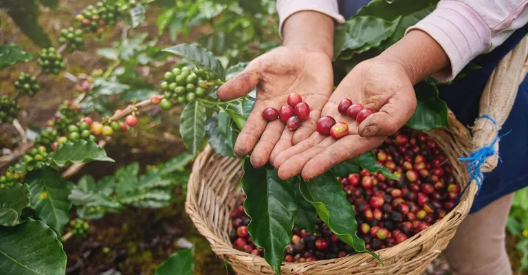 Sakleshpur coffee estate