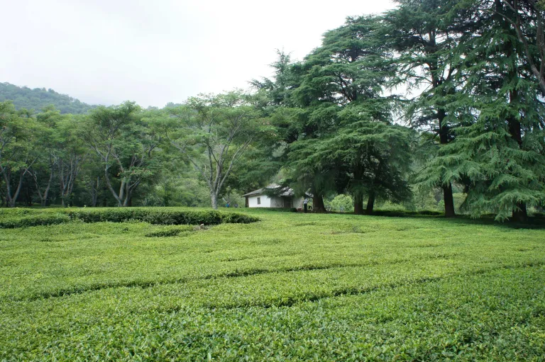 tea gardens in dharamshala