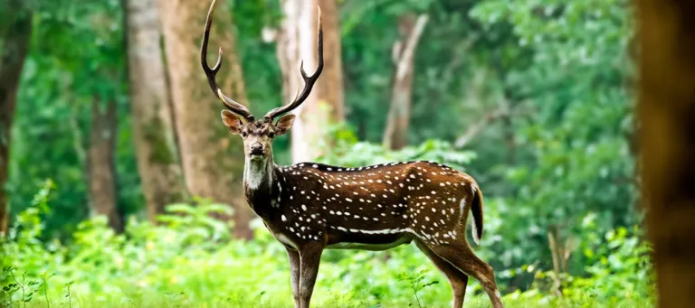 Ralamandal Wildlife Sanctuary, Indore