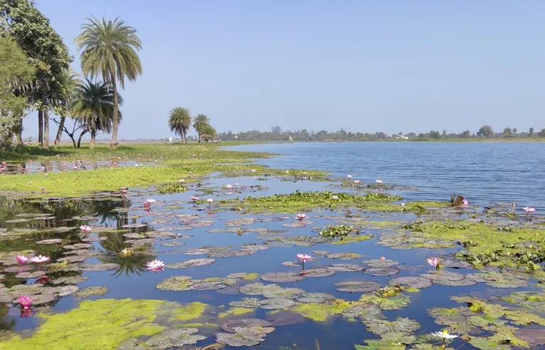 Lotus Lake, Gulawat