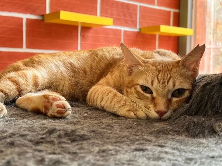 Meows &amp; Muffins - A Purrfect Escape Bangalore