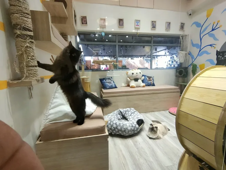 KIT CAT CAFE Mumbai