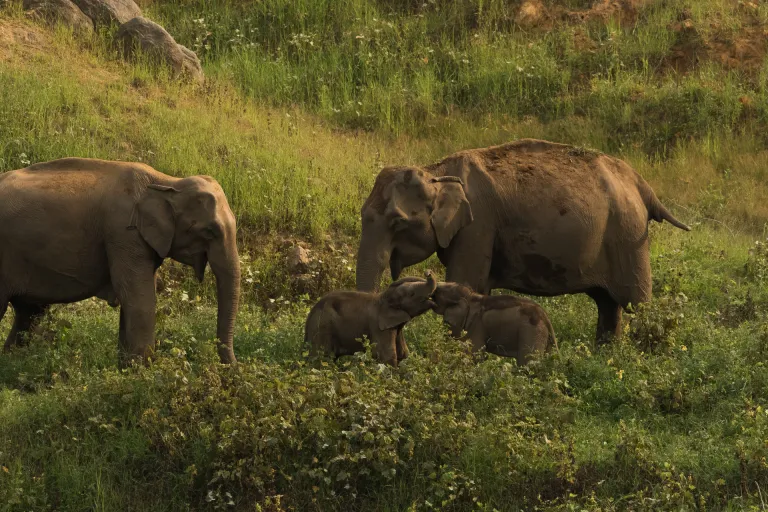 Anamalai Tiger Reserve Coimbatore