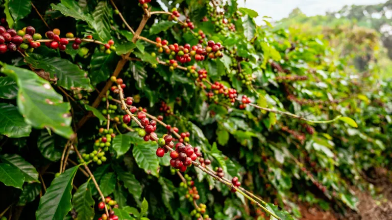 Coffee Plantations