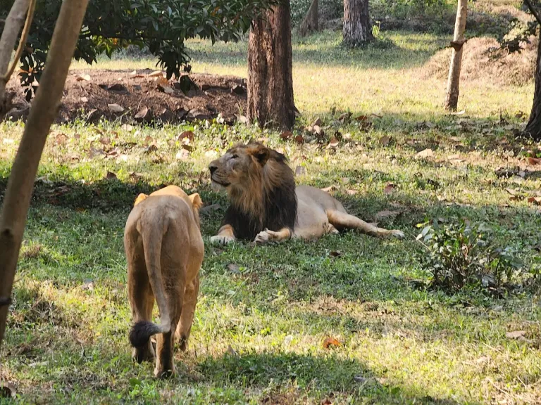Silvassa Vasona Lion Safari