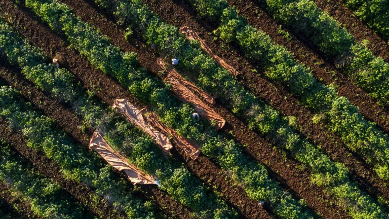 Coffee Plantations