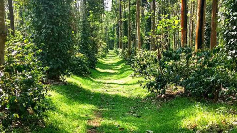 Coffee Plantation Tour Sakleshpura