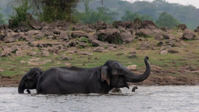 Kabini Wildlife 