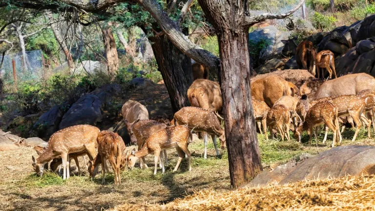 Bannerghatta National Park: