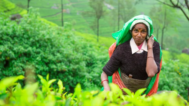 Ceylon Tea