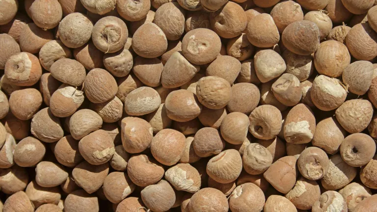 Areca Nuts