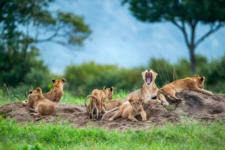 Serengeti, Tanzania