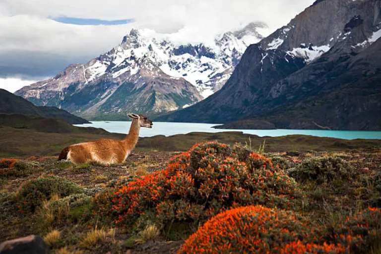 Patagonia, chile argentina