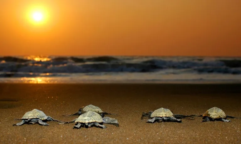 Velas Turtle Festival Ratnagiri