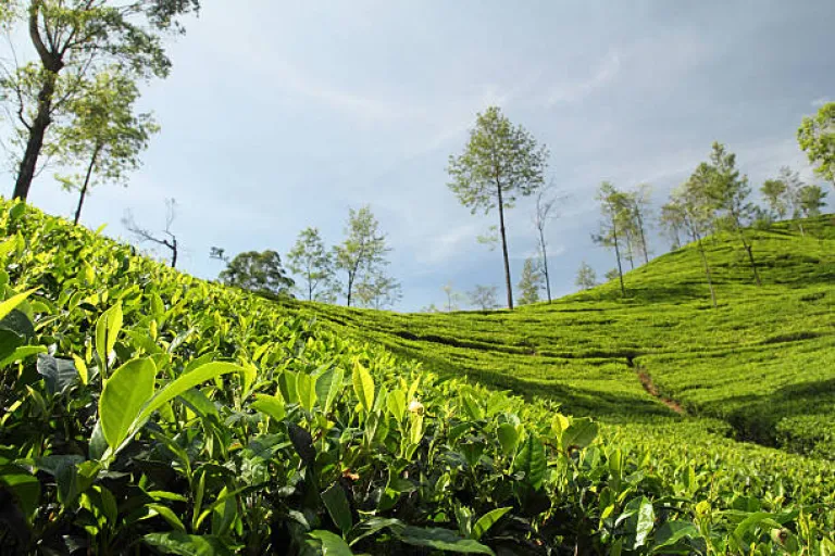 Tea plantation of Assam 