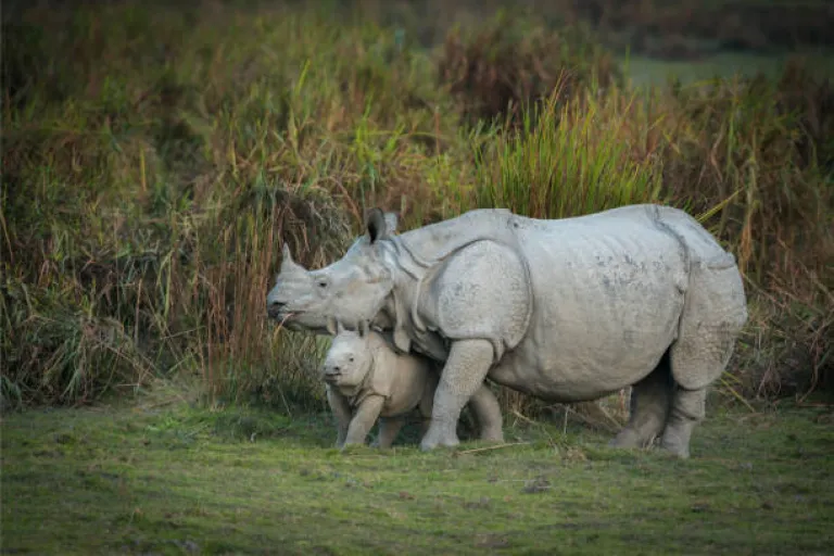 Mother and baby Indian Rhinoceros at kazhiranga National park, Assam