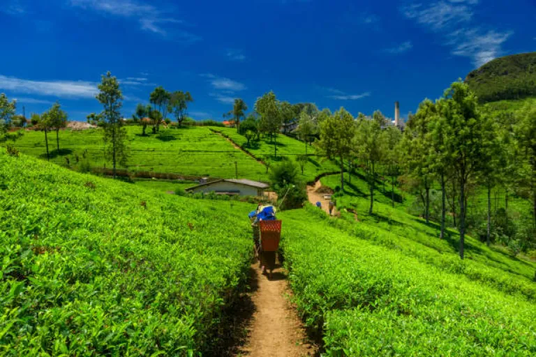  Tea plantations and factory in Assam 