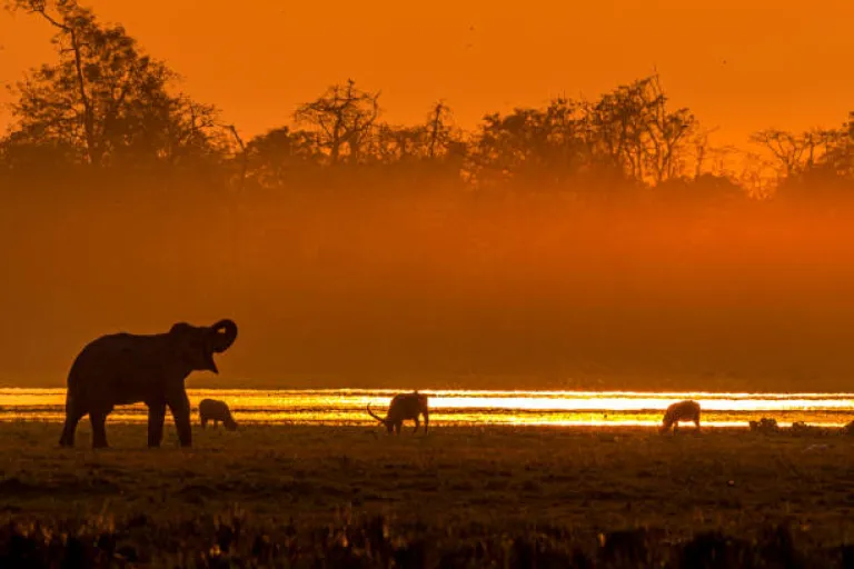 Sunset in the Wild 