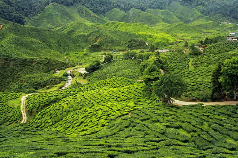 Tea plantations of Assam 