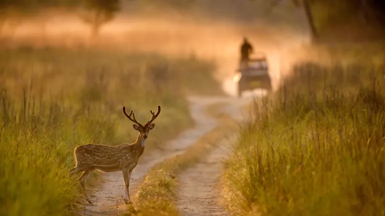 Jim Corbett National Park