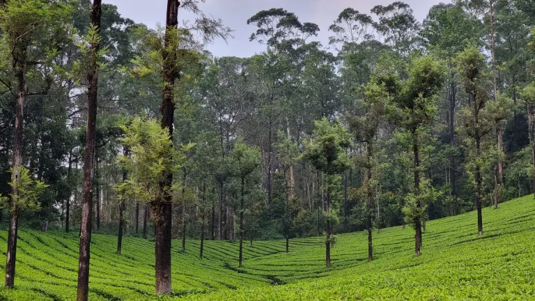 Valparai Tamil Nadu