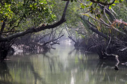 image for article Sundarban Eco Tourism: Everything You Need to Know!