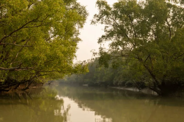 A canal in Sundarbans world largest mangrove forest