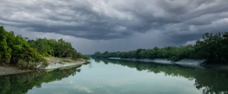 The Mangroves of Sundarbans., The largest mangrove forest in the world.