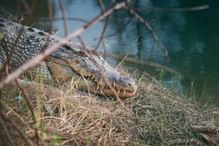 Sundarban Eco-Tourism Activities