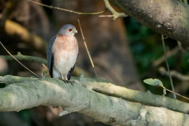 The Sundarbans is a birdwatcher&#039;s paradise