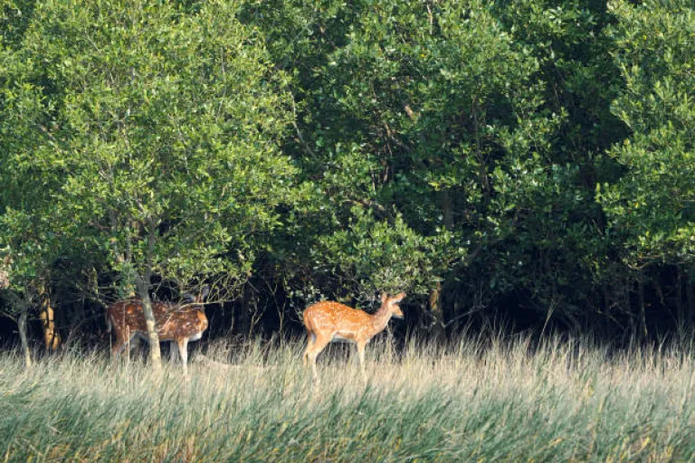 Wildlife in Sundarbans national park, habitat of wild range of flora and fauna living in unique ecosystem dominated by mangrove swamp