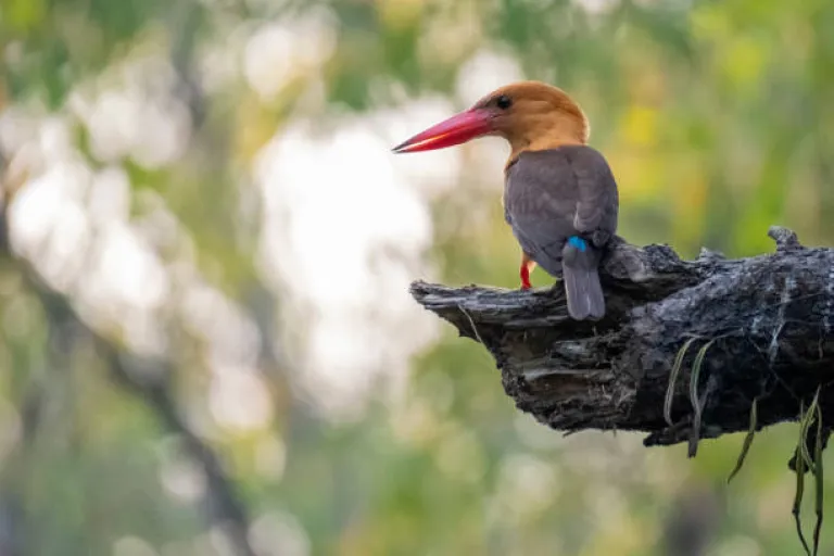 The brown-winged kingfisher is a species of bird in the subfamily Halcyoninae.