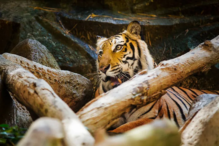 Wildlife in the Sundarbans