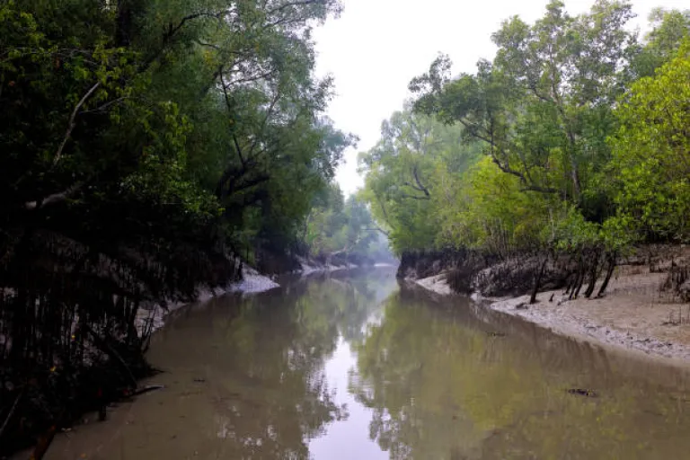 Best Time to Visit Sundarban for Eco-Tourism