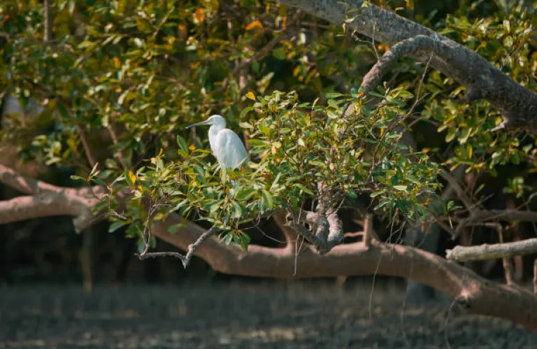 Important Tips for Sundarban Eco-Tourism