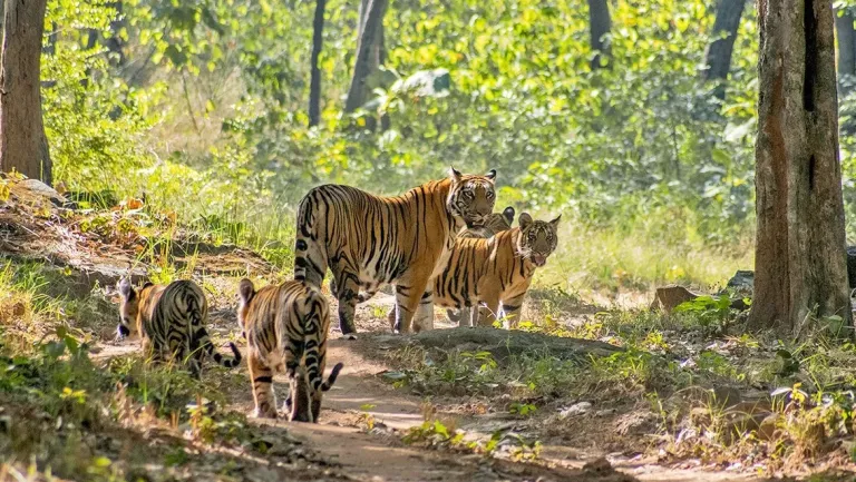 Satpura National Park