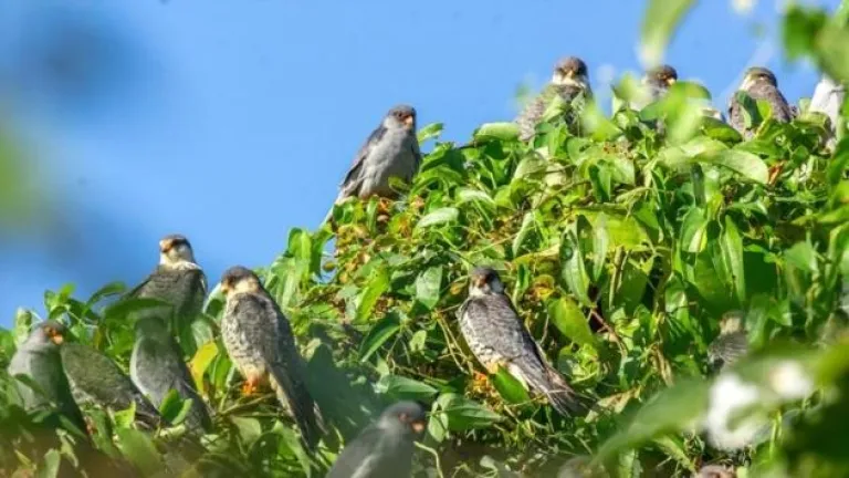 Amur Falcon Festival