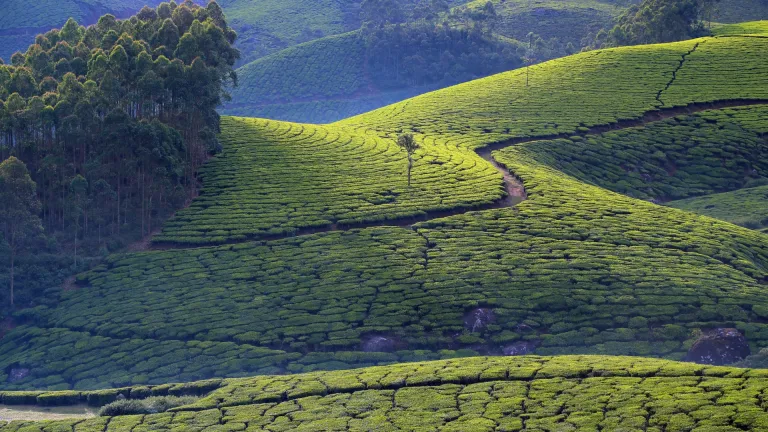 Munnar