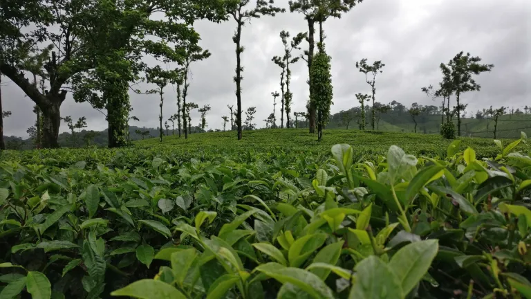 coffee plantation coorg