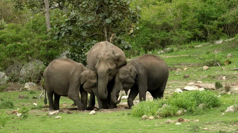 Nagarhole National Park