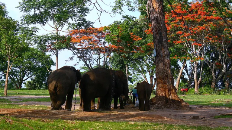 Coorg